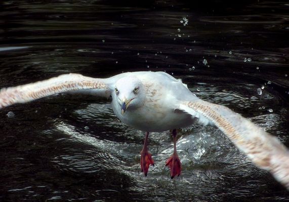 Seagull over water