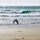 Seagull Pacific Ocean