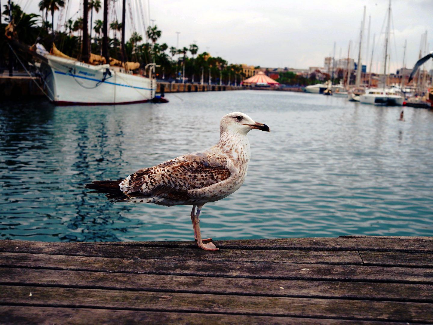 Seagull posing for food