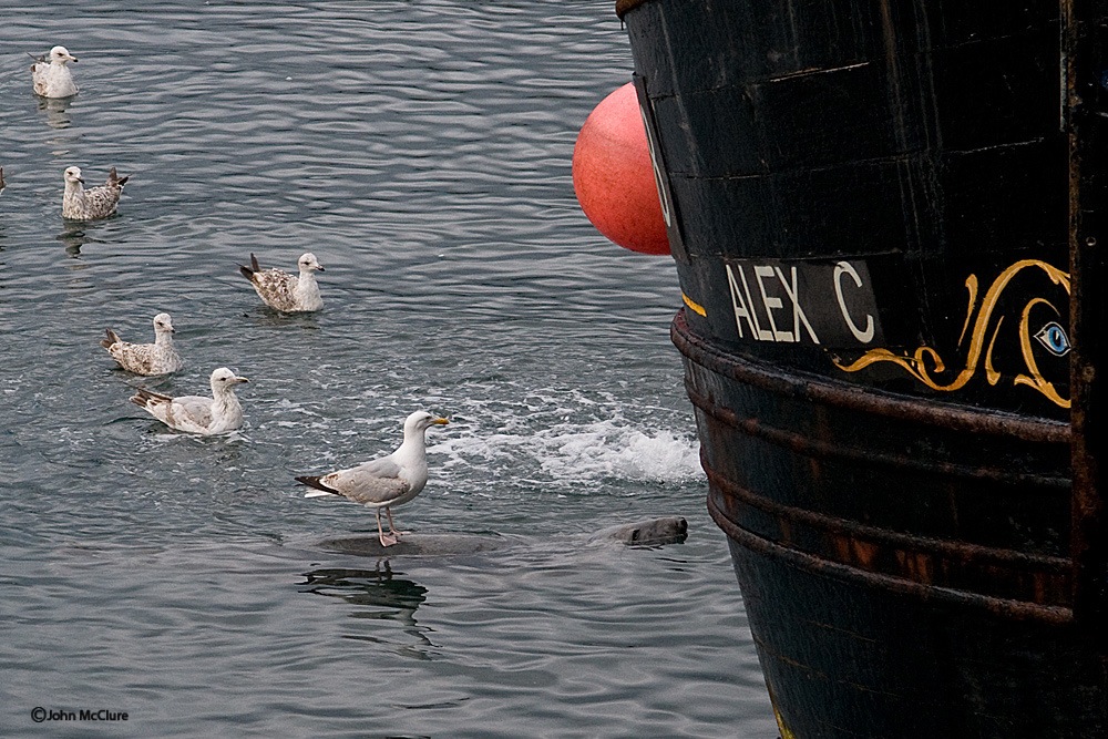 Seagull rides on a seal