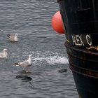 Seagull rides on a seal