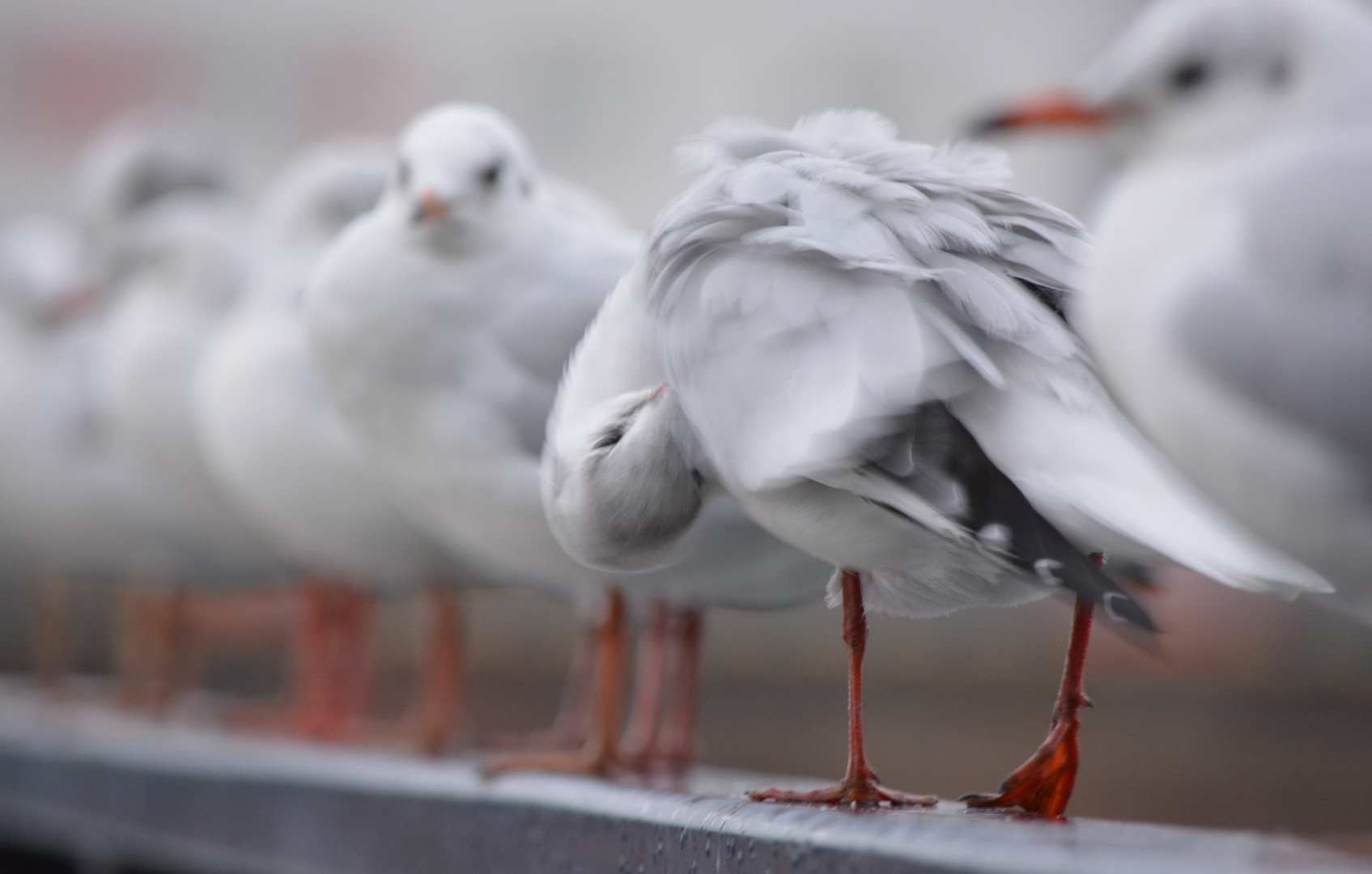 Seagull scratching its beak