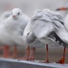 Seagull scratching its beak