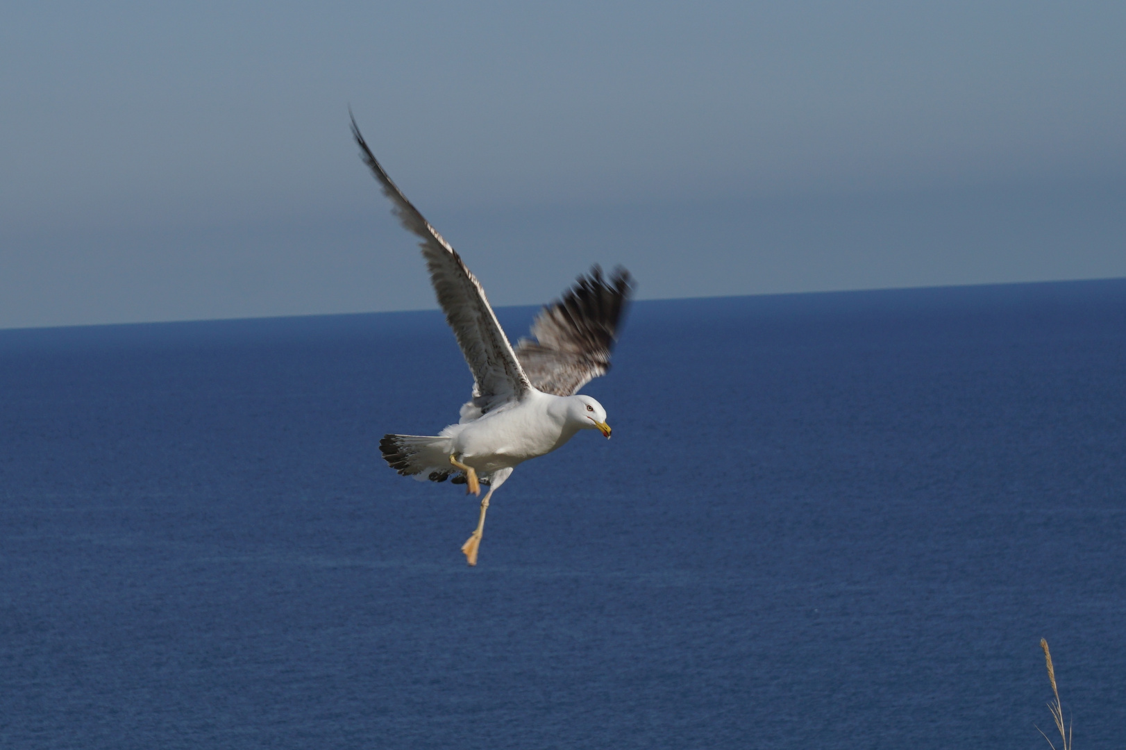 Seagull shot