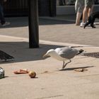 seagull stories 1