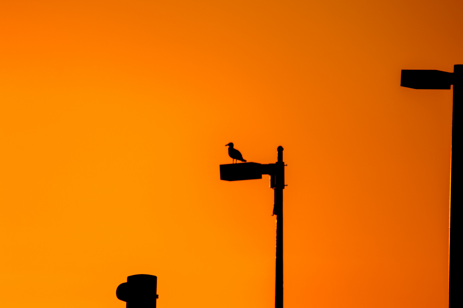 seagull sunset