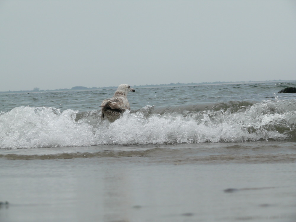 Seagull-Surfer