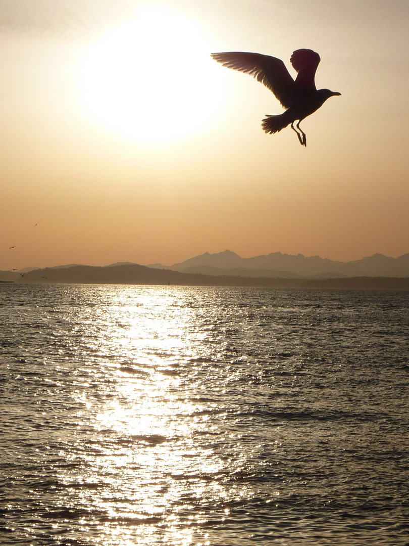 Seagull takes off in Seattle, WA..