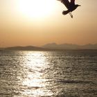 Seagull takes off in Seattle, WA..