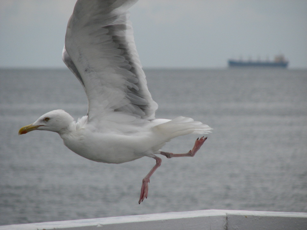 Seagull taking off in Sopot