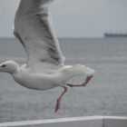 Seagull taking off in Sopot