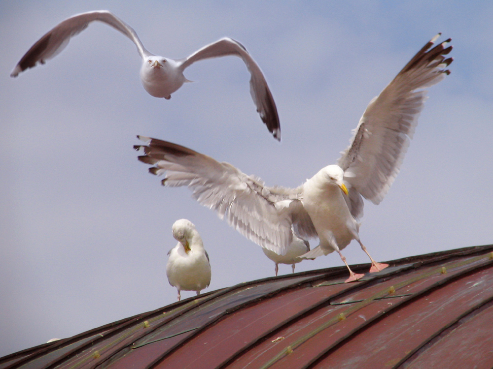 Seagull Touchdown