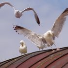 Seagull Touchdown