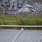 Seagull Vogel im Flug