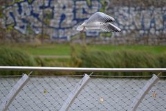 Seagull Vogel im Flug