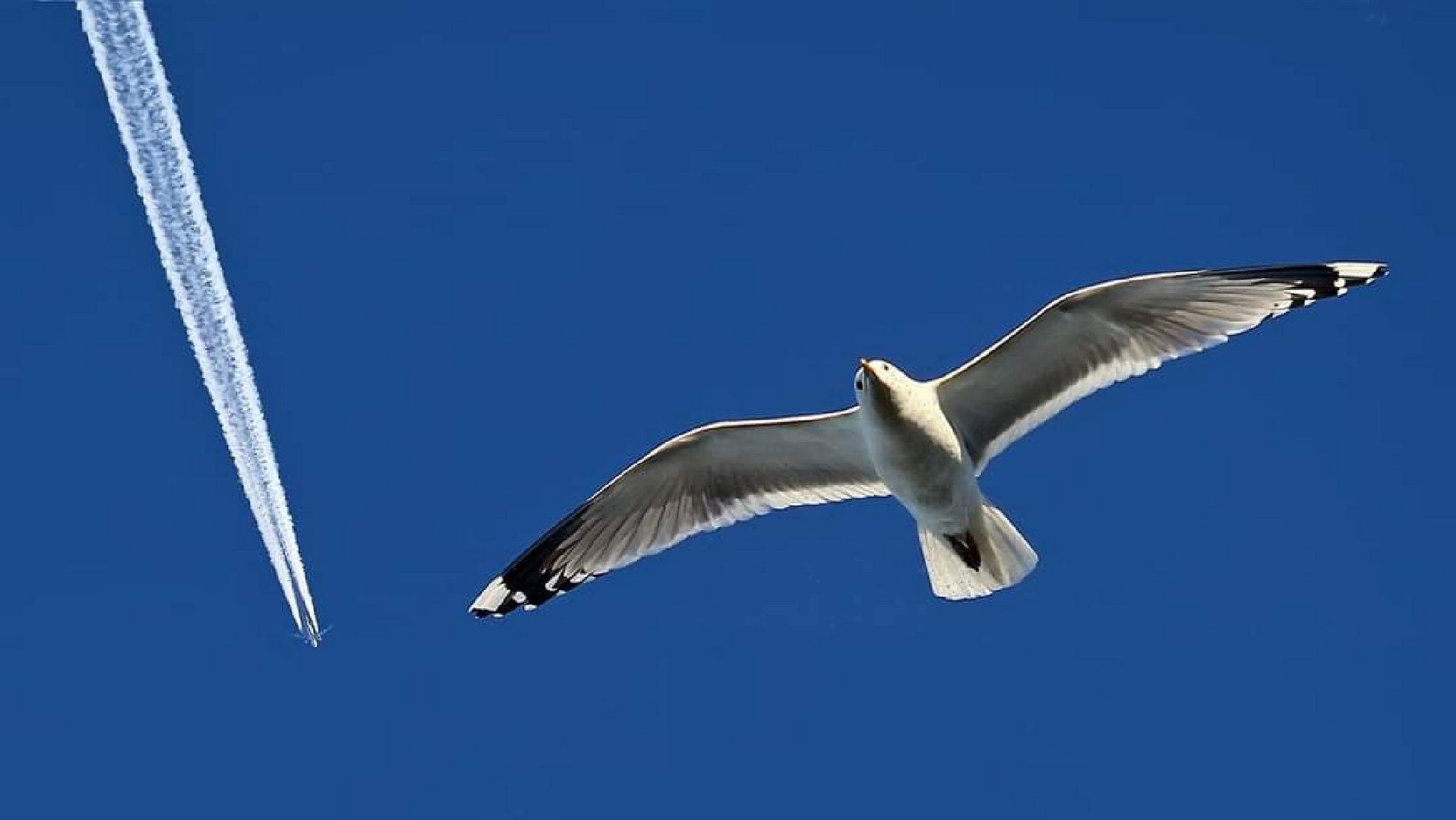 Seagull vs Airplane 