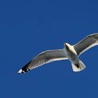 Seagull vs Airplane 