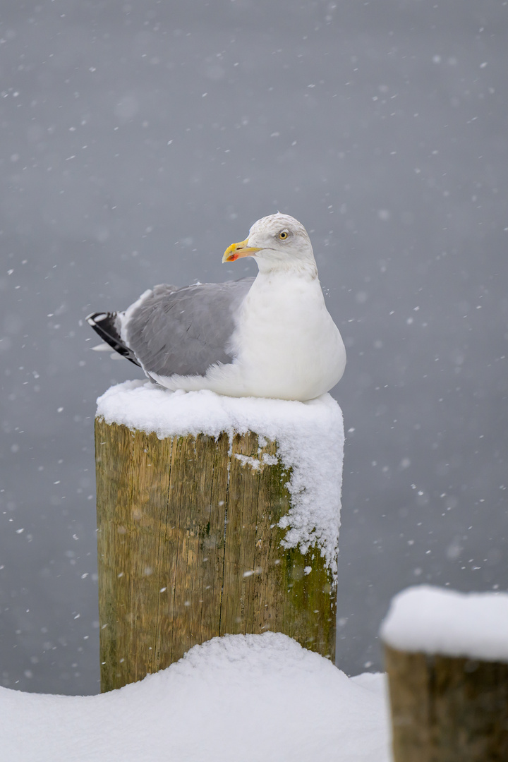 Seagull waiting for spring