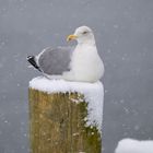 Seagull waiting for spring