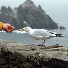 Seagull Whisperer