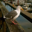 seagull with lines