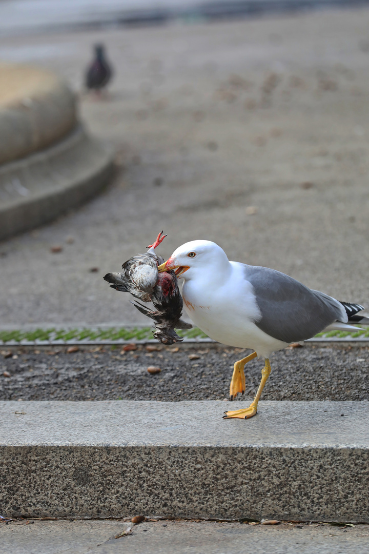 Seagull with Prey - Barcelona, Spain