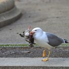 Seagull with Prey - Barcelona, Spain