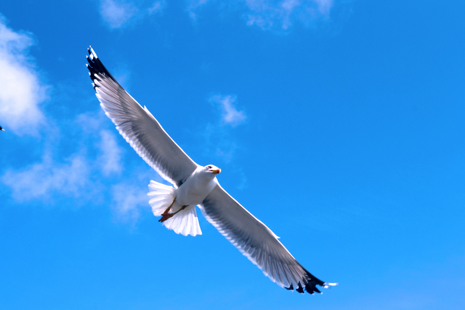 seagull with the soul of an eagle