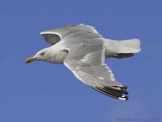 Seagull#1