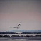 Seagull_2