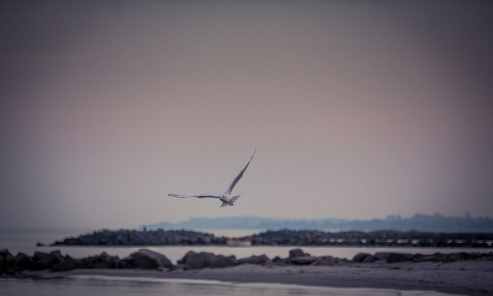 Seagull_2