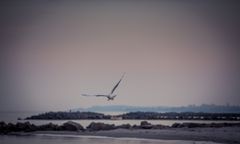 Seagull_2