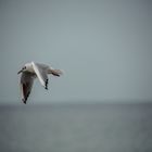 Seagull_3