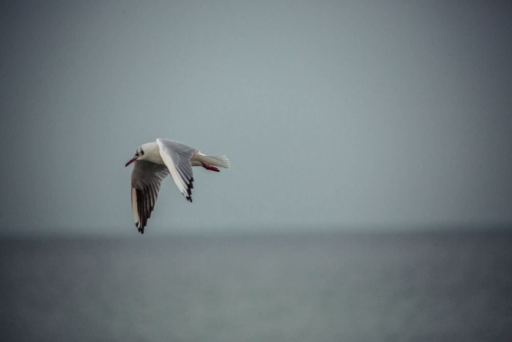 Seagull_3