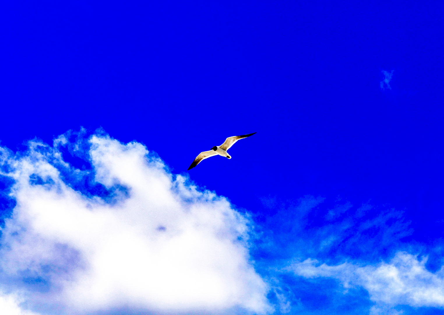 seagull_Hilton Head_SC_2019