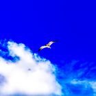 seagull_Hilton Head_SC_2019