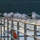 Seagulls 001