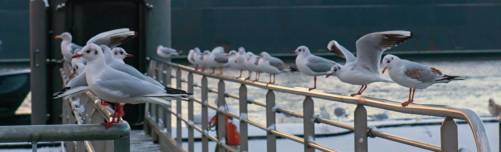 Seagulls 001