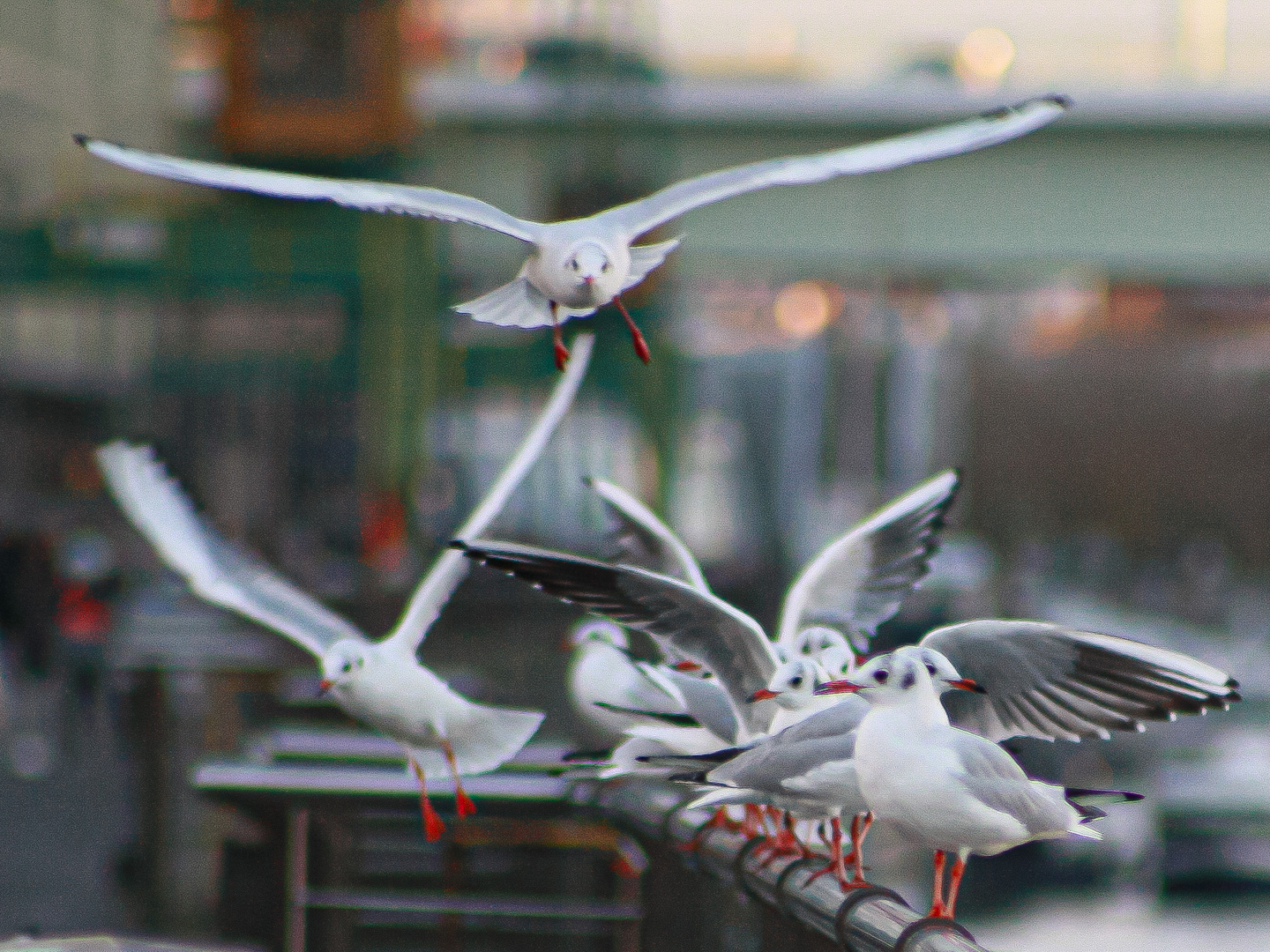 Seagulls