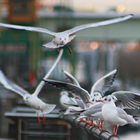 Seagulls