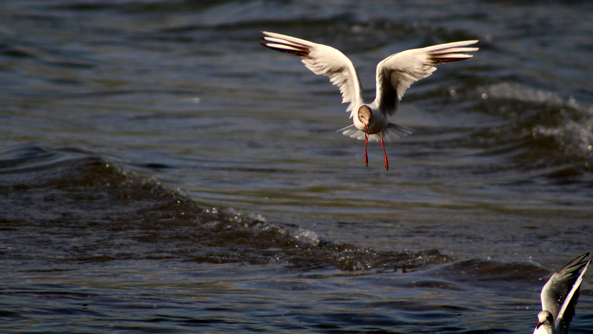 Seagulls 02