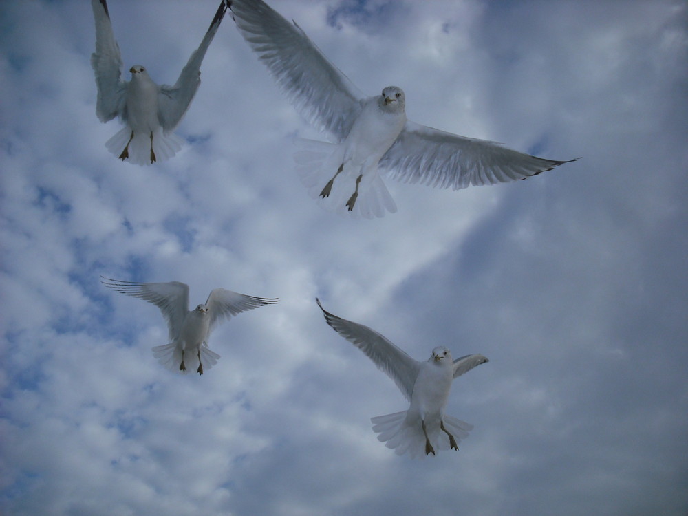 Seagulls