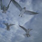 Seagulls