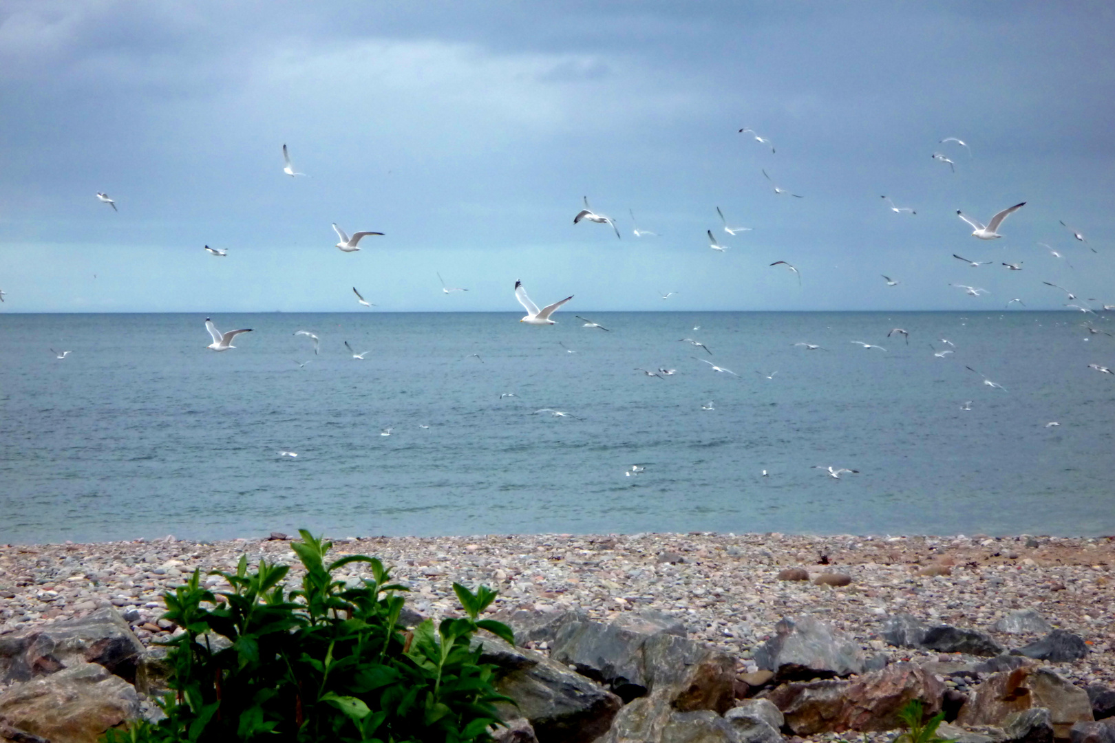 Seagulls