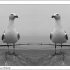 ~ Seagulls ~