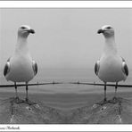 ~ Seagulls ~