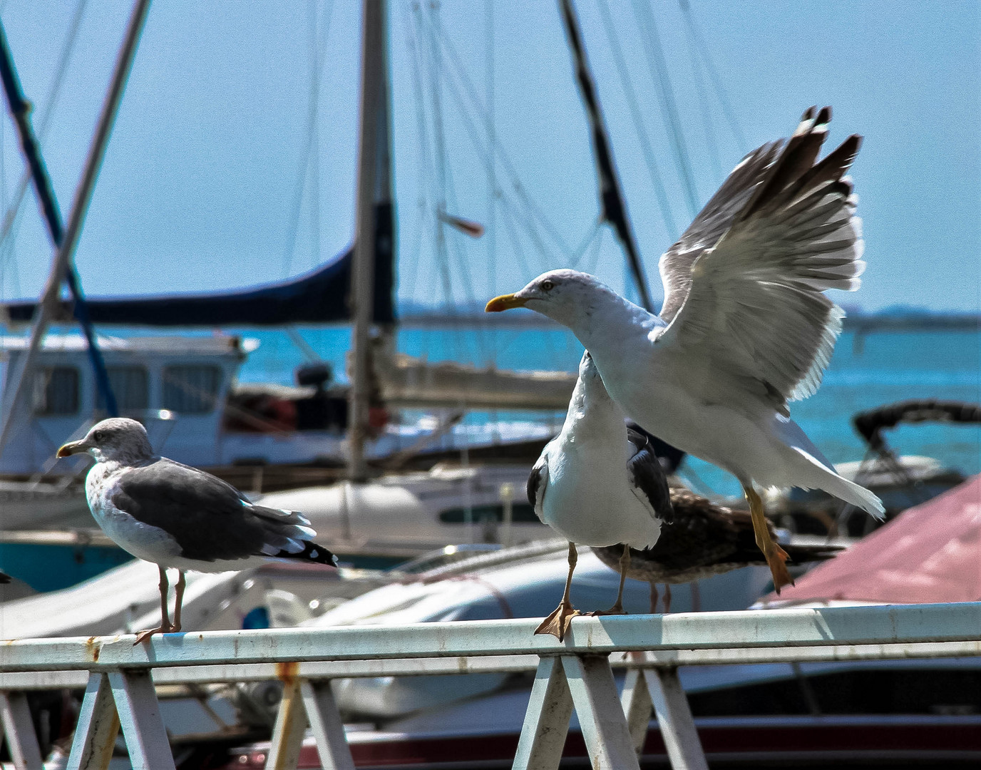 ..seagulls..