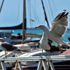 ..seagulls..