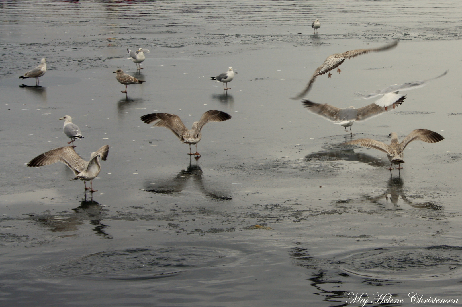 Seagulls