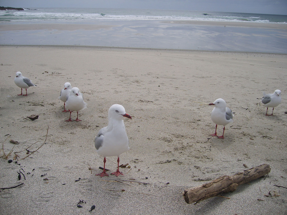 seagulls...